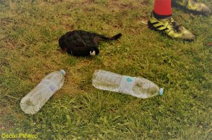 Arquitectura rugby vs liceo frances